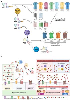 Purinergic and Adenosinergic Signaling in Pancreatobiliary Diseases